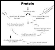 Yüksek Proteinli Diyet Olumlu Vücut İmajına Giden Yol